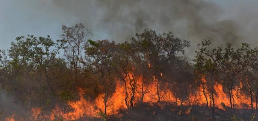 Mizoram Forest Fires Succesfully Conatained after 48 hrs
