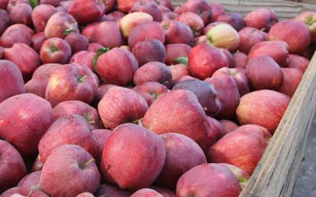 Apples imported to Mizoram are wax coated, FDA warns public